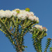 Berzelia cordifolia - Photo (c) Felix Riegel,  זכויות יוצרים חלקיות (CC BY-NC), הועלה על ידי Felix Riegel