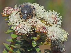 Trichostetha potbergensis