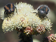 Trichostetha potbergensis