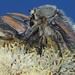 Trichostetha potbergensis - Photo (c) Felix Riegel,  זכויות יוצרים חלקיות (CC BY-NC), הועלה על ידי Felix Riegel