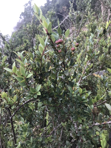 Vaccinium wrightii iNat (3)