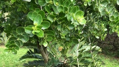 Mystroxylon aethiopicum