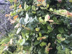 Mystroxylon aethiopicum