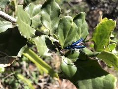Mystroxylon aethiopicum