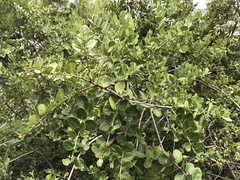 Mystroxylon aethiopicum