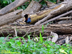 Copsychus fulicatus leucopterus
