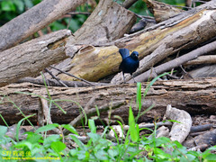 Copsychus fulicatus leucopterus