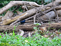 Copsychus fulicatus leucopterus