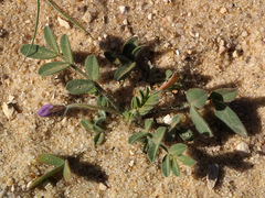 Astragalus annularis