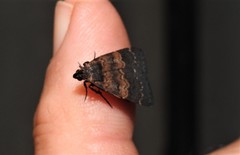 Hydrillodes metisalis