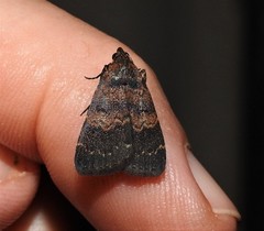 Hydrillodes metisalis