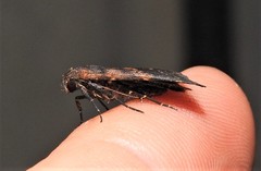 Hydrillodes metisalis