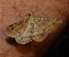 Syneora hemeropa
