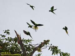 Psittacula krameri manillensis