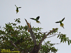 Psittacula krameri manillensis