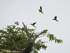 Psittacula krameri manillensis