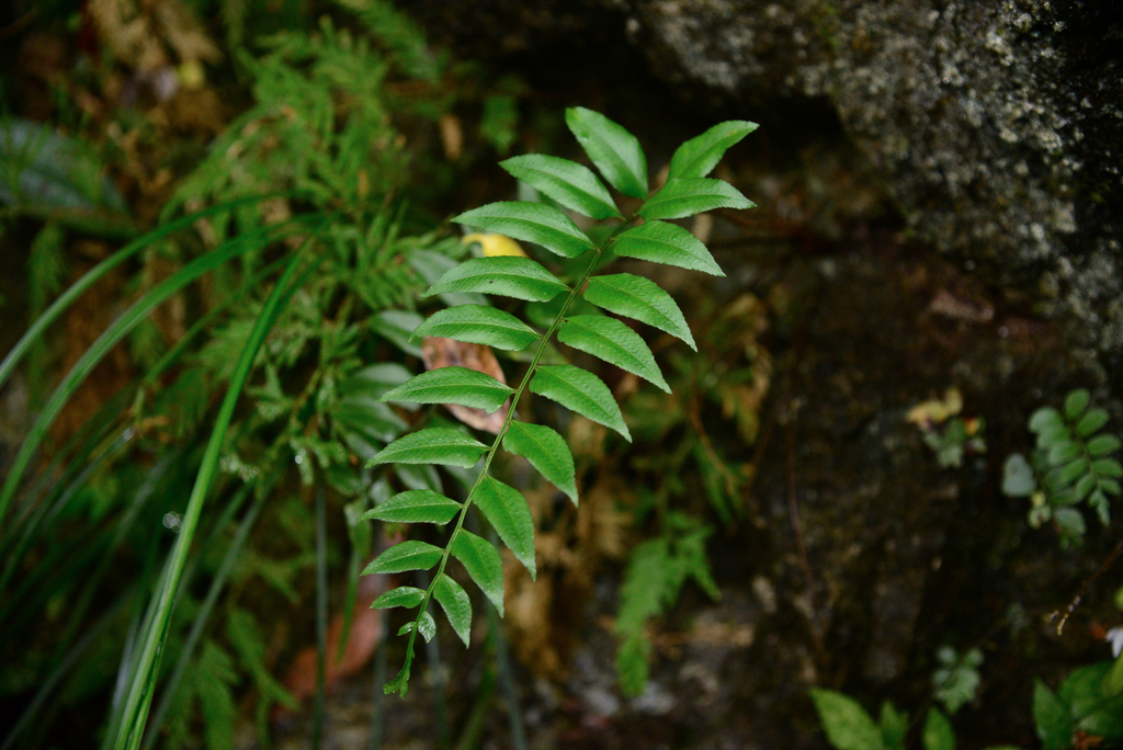 Polystichum tenuius (Polystichum tenuius)