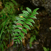 Polystichum tenuius - Photo (c) 張智翔, some rights reserved (CC BY-NC), uploaded by 張智翔