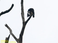 Acridotheres tristis melanosternus