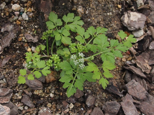 Few-flowered Water Celery (Oenanthe benghalensis)