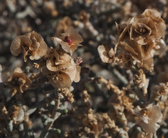 Anabasis articulata