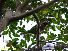 Psilopogon zeylanicus