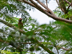 Psilopogon zeylanicus