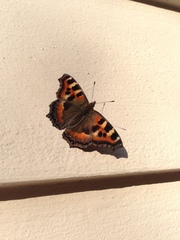 Aglais caschmirensis