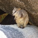 Allied Rock-Wallaby - Photo (c) Michael Barth, some rights reserved (CC BY-NC), uploaded by Michael Barth