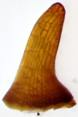 Pterygoneurum ovatum