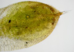 Pterygoneurum ovatum