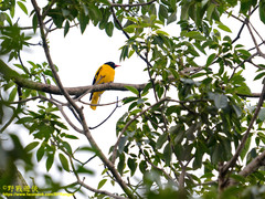 Oriolus xanthornus ceylonensis