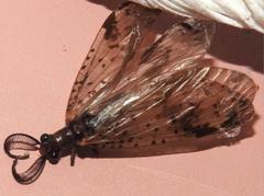 Neochauliodes bowringi