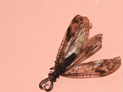 Neochauliodes bowringi