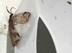 Neochauliodes bowringi