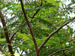 Phylloscopus trochiloides viridanus