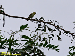 Phylloscopus trochiloides viridanus