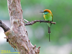 Merops orientalis ceylonicus