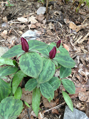 Trillium sessile