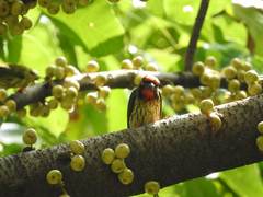 Psilopogon haemacephalus roseus