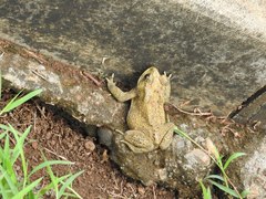 Duttaphrynus melanostictus