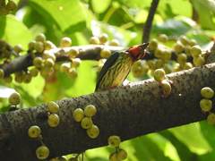 Psilopogon haemacephalus roseus