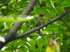 Psilopogon haemacephalus roseus