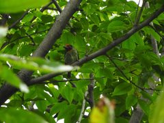 Psilopogon haemacephalus roseus