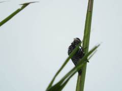 Dendrocopos analis