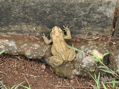 Duttaphrynus melanostictus