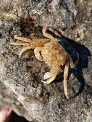 Cyrtograpsus angulatus