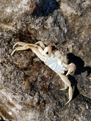 Cyrtograpsus angulatus