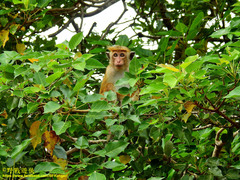 Macaca sinica