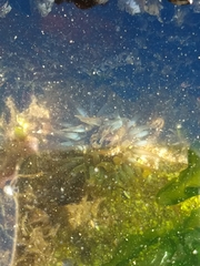 Bunodosoma zamponii